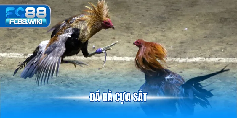 Đá Gà Cựa Sắt – Trải Nghiệm Đỉnh Cao Tại FC88 đá gà cựa sắt