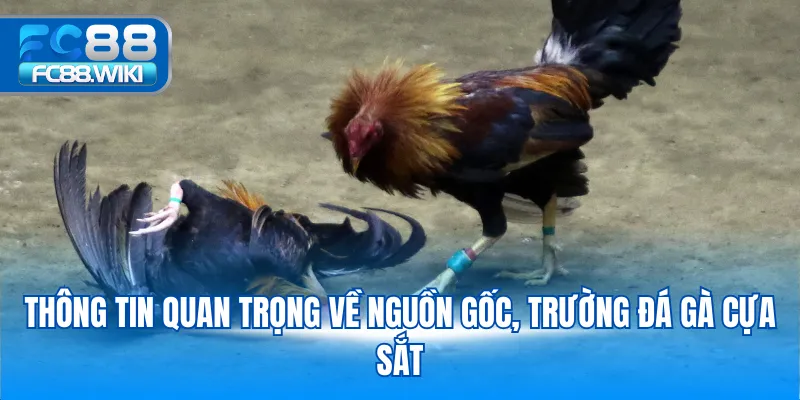 Đá Gà Cựa Sắt – Trải Nghiệm Đỉnh Cao Tại FC88 Thông tin quan trọng về nguồn gốc, trường đá gà cựa sắt