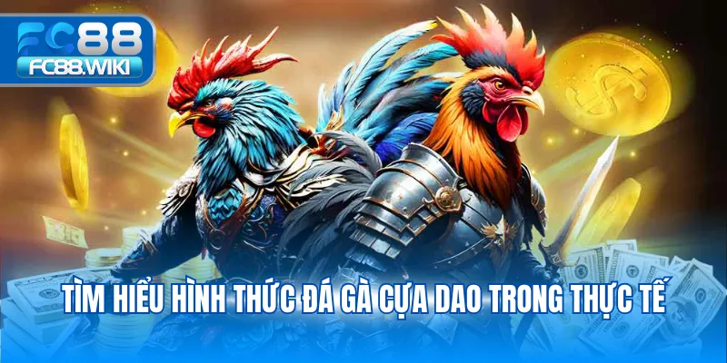 Tìm hiểu hình thức đá gà cựa dao trong thực tế